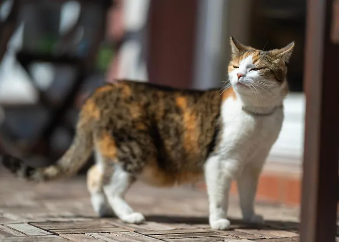 Gosciniec Adam 3* Szklarska Poręba